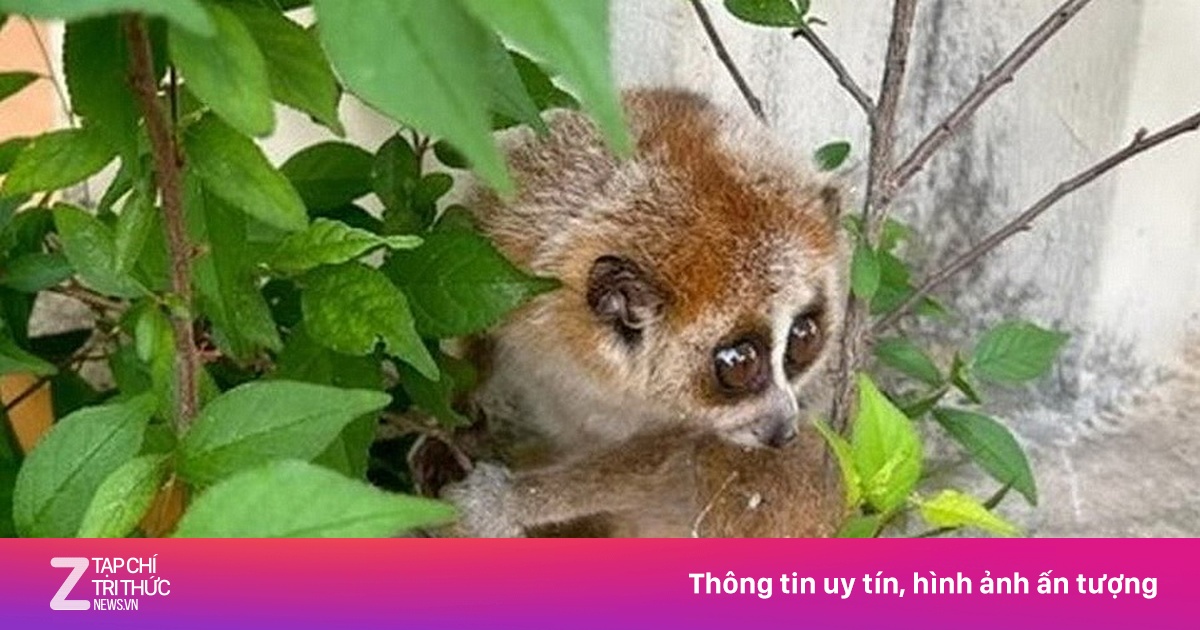 Nhặt được cá thể cu li cực kỳ quý hiếm ở ven đường | Znews.vn