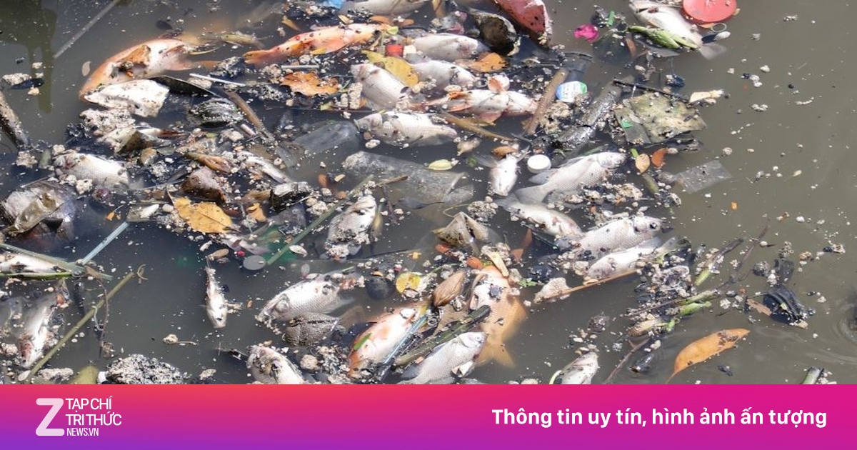 Cảnh lạ trên kênh nội đô đẹp nhất TP.HCM, cá nổi ngoi ngóp thở