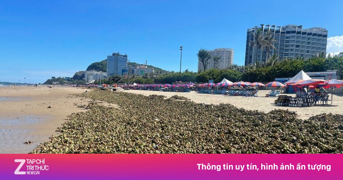 Cảnh tượng khó coi bủa vây bãi biển Vũng Tàu