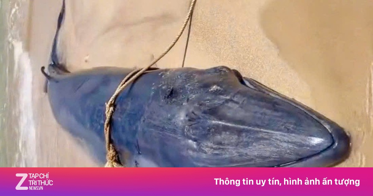 Cá voi dài 4 m, nặng gần 1 tấn dạt vào bờ biển Ninh Thuận