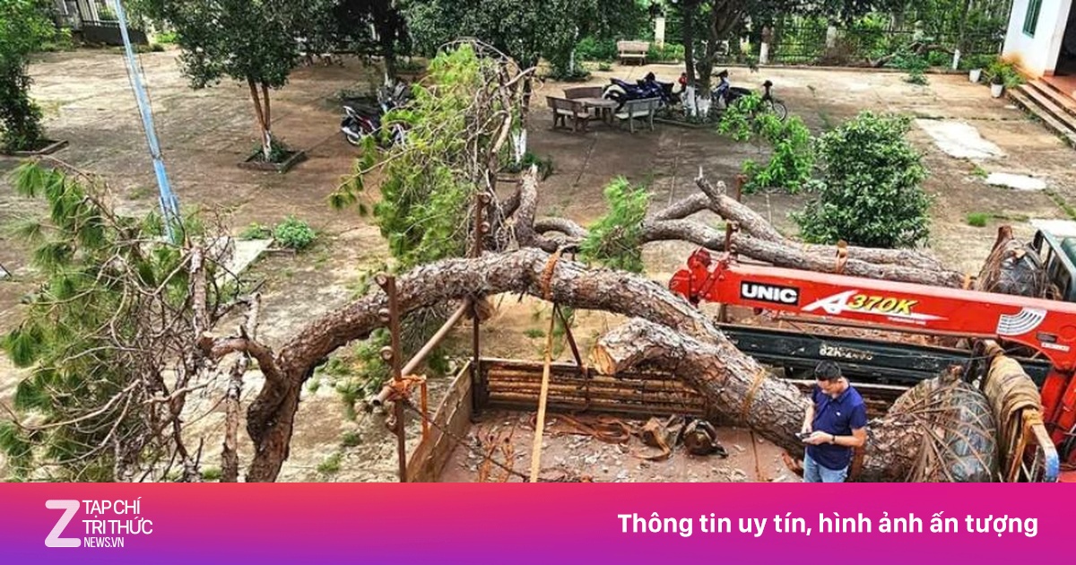 Tạm giữ xe tải chở hai cây thông bonsai