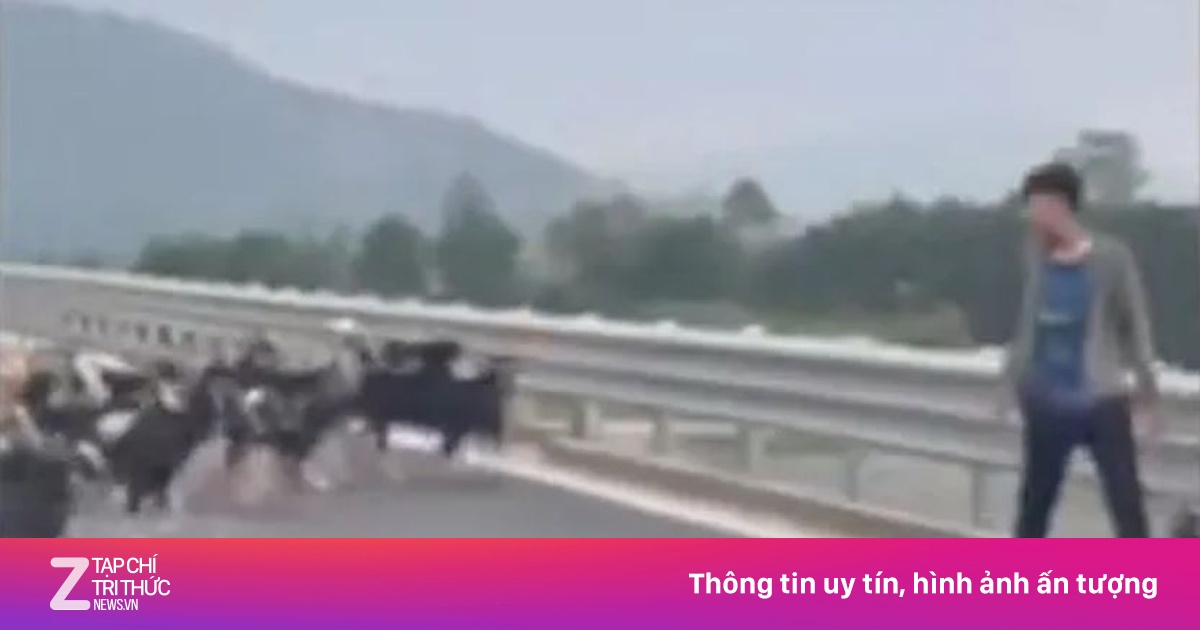 ‘Giật mình’ thấy xe máy, gia súc trên cao tốc Hà Tĩnh