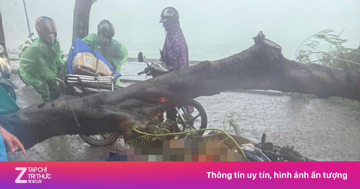 Cây bất ngờ đè trúng người đi đường, ai chịu trách nhiệm?