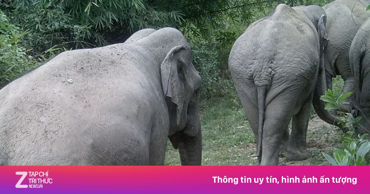 Người đàn ông nghi bị đàn voi quật tử vong ở Đồng Nai