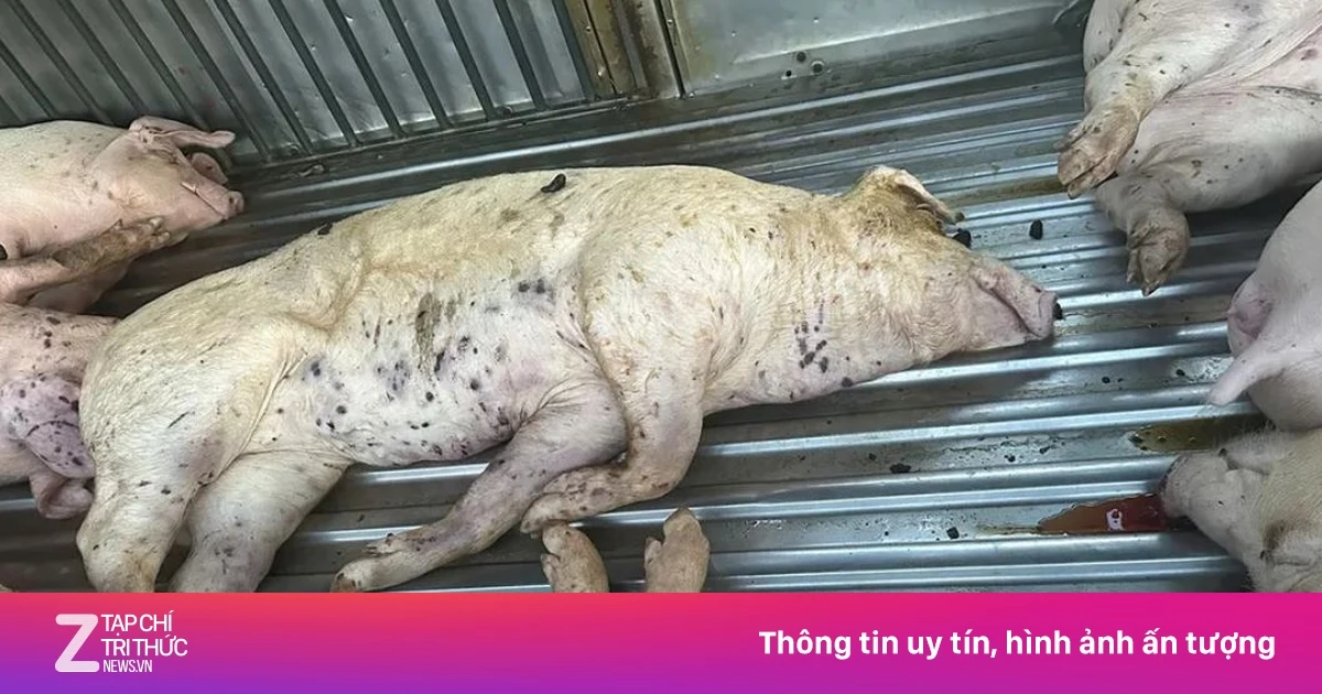 Lời khai của tài xế xe tải mua lợn chết đưa đến lò mổ