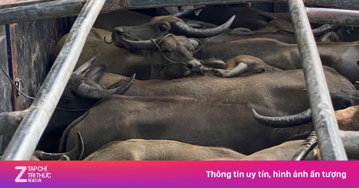 Phát hiện xe tải chở 29 con trâu không rõ nguồn gốc