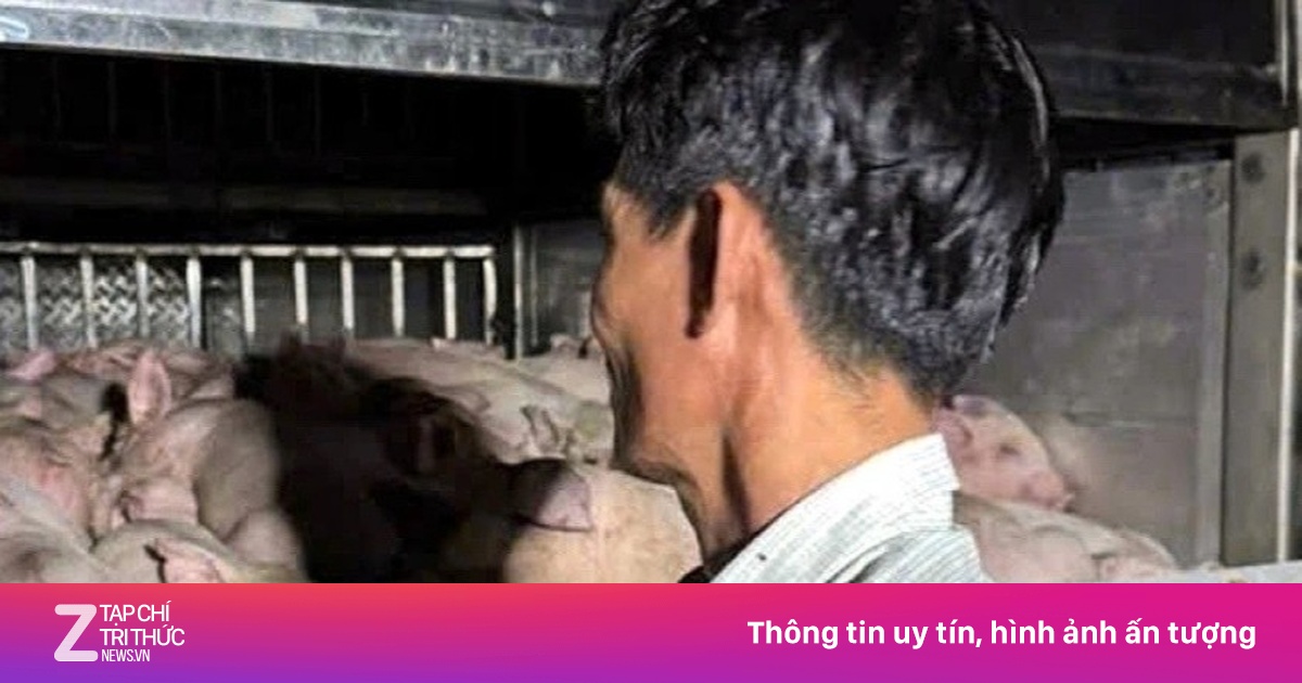 Phát hiện xe chở 120 con heo không có giấy kiểm dịch