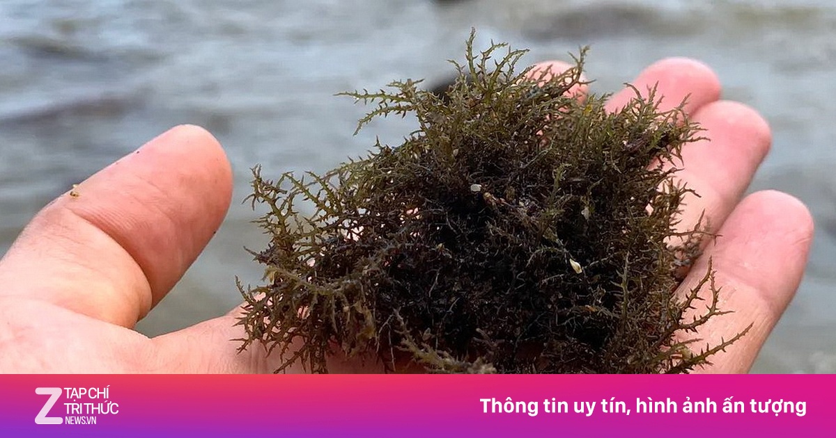 Kiếm nửa triệu đồng mỗi ngày từ rong biển