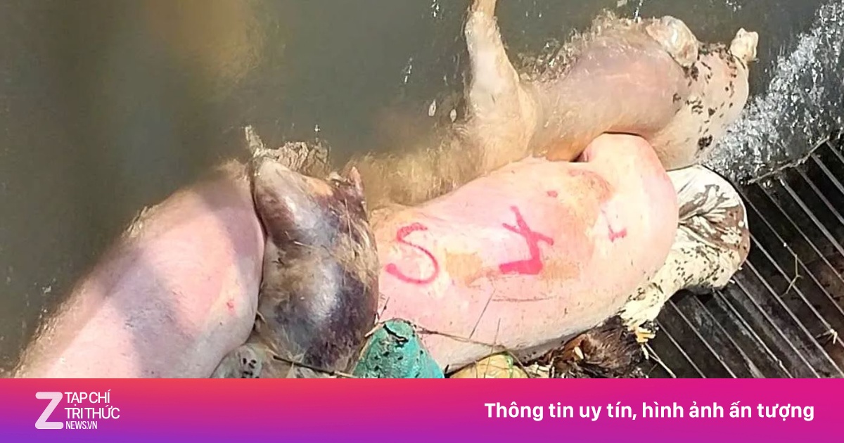 Ám ảnh hàng loạt xác heo trên kênh cấp nước khu vực Đông Nam Bộ