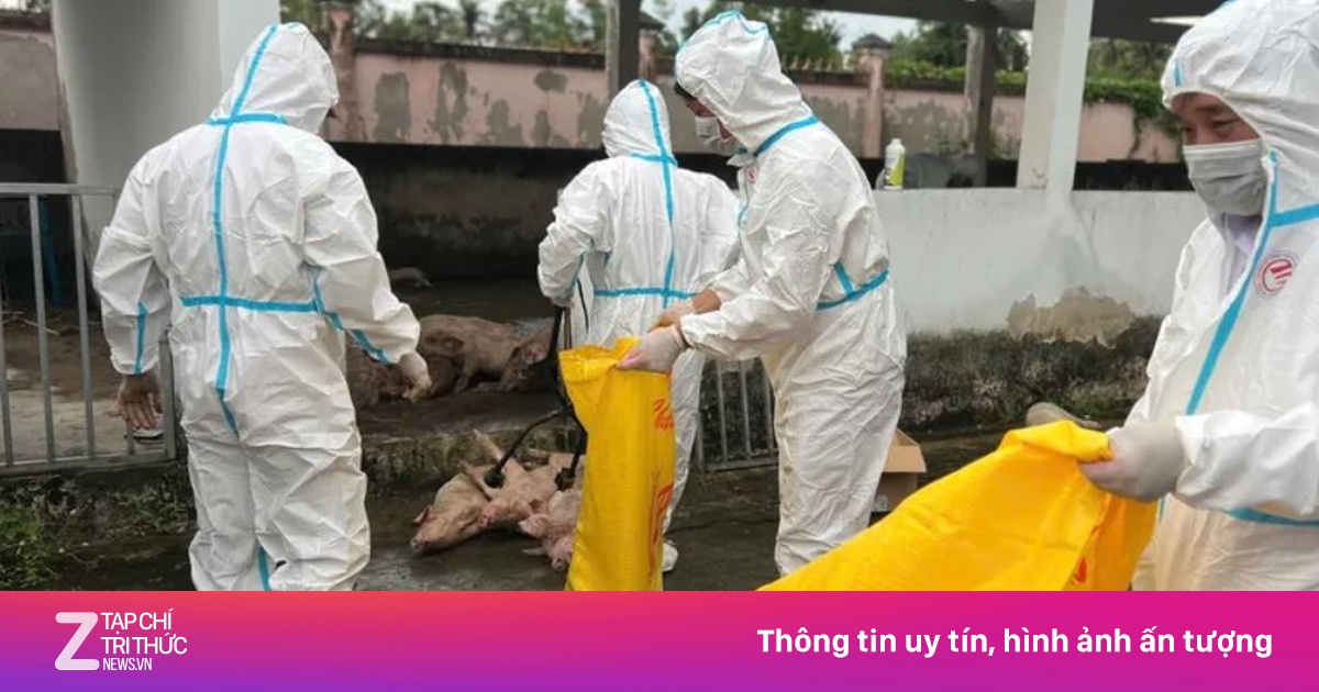 Bạc Liêu lý giải việc 'mất 50 con heo' khi đưa đi tiêu hủy