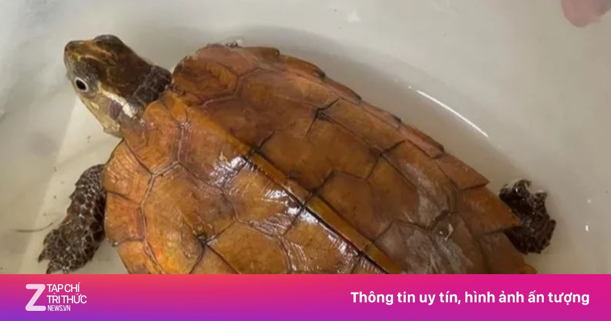 Rùa vàng quý hiếm ‘lạc’ vào sân nhà