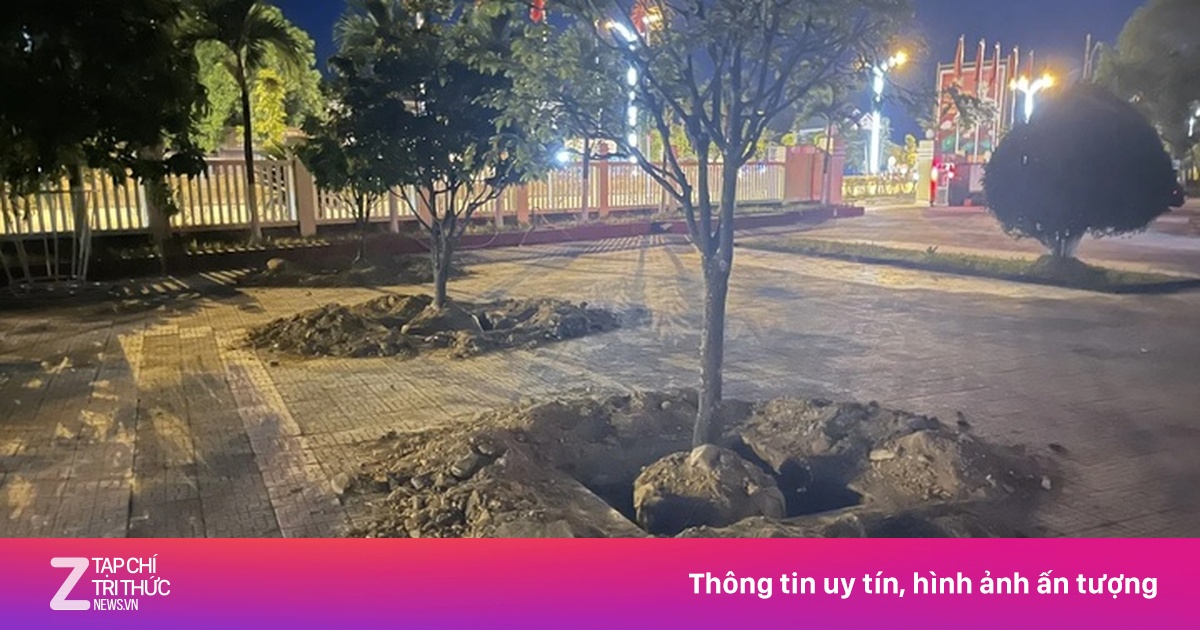 Vì sao nhiều cây hoàng mai ở Huế bị bới lên rồi trồng lại?