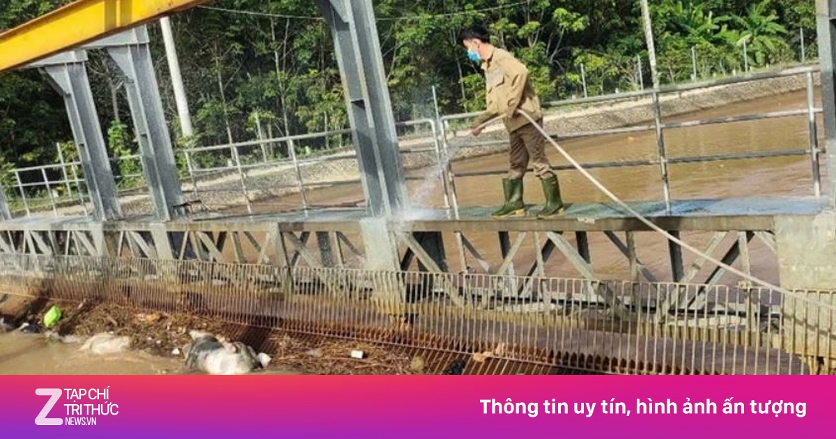Thực hư hình ảnh hàng trăm xác lợn chết ở kênh Phước Hòa - Dầu Tiếng
