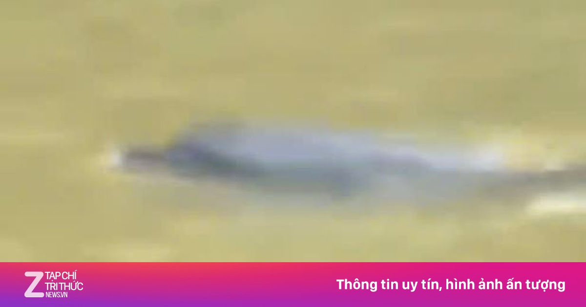 Cá heo bơi 'lạc' vào sông ở Cà Mau?