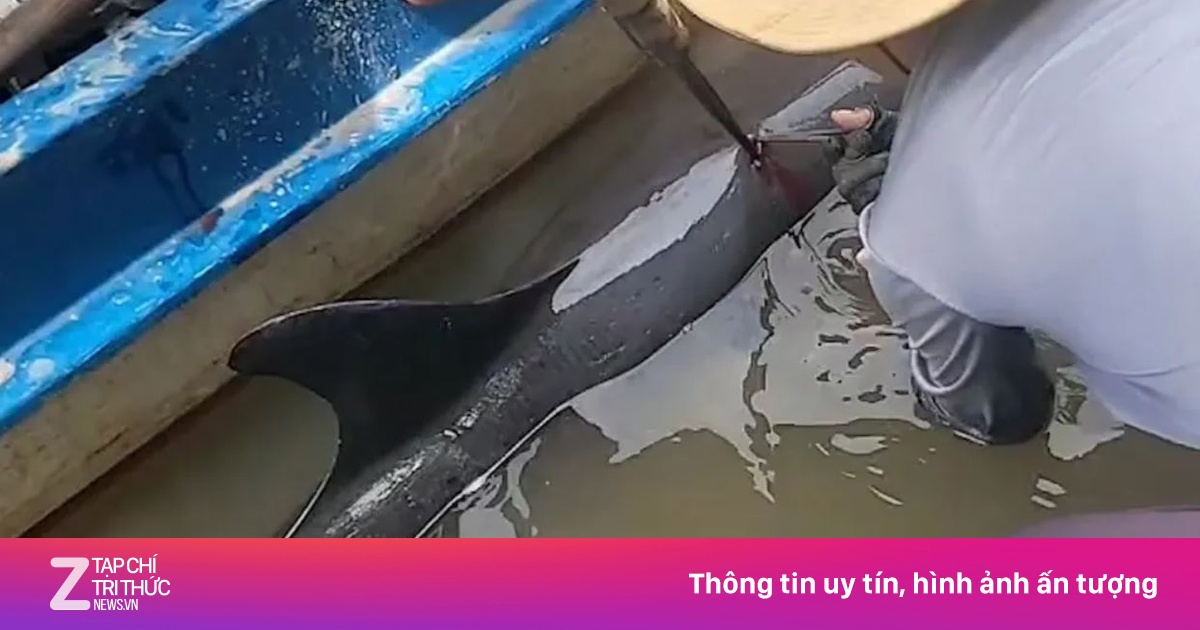 Giải cứu cá heo bị chĩa sắt đâm, lạc vào thành phố Cà Mau