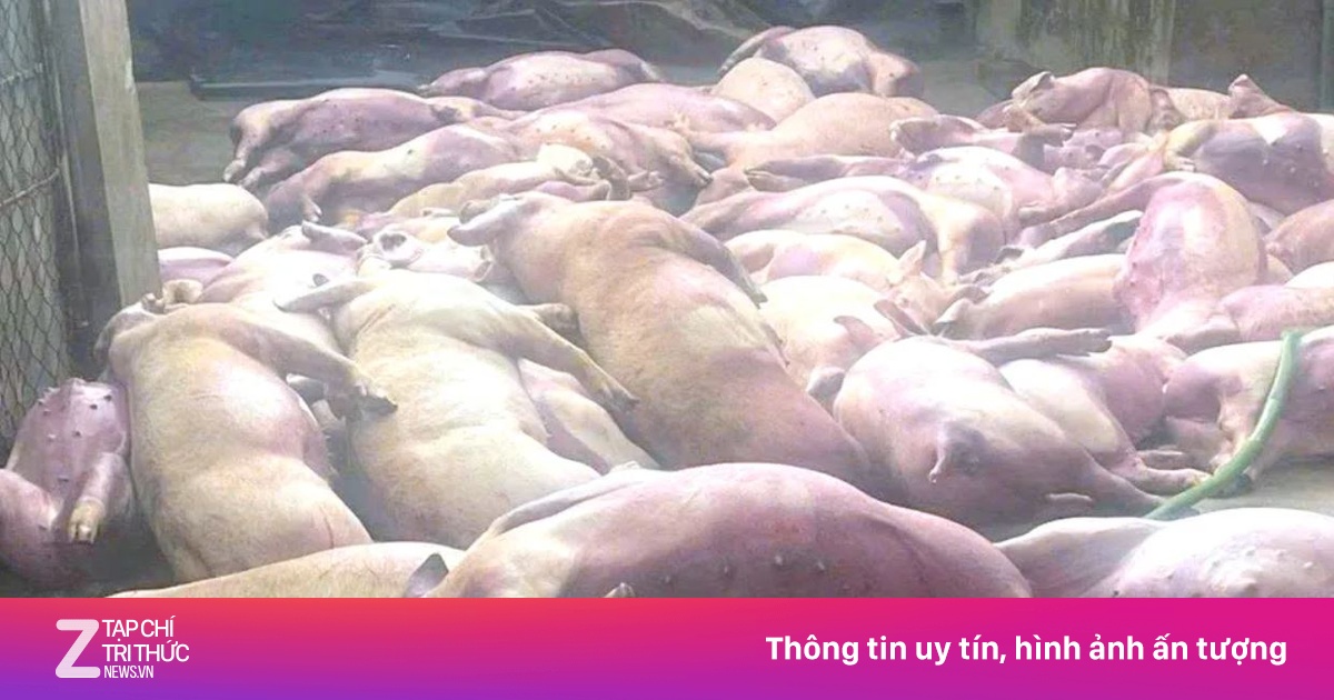 Đàn lợn sắp xuất chuồng bị điện giật chết ở Nghệ An