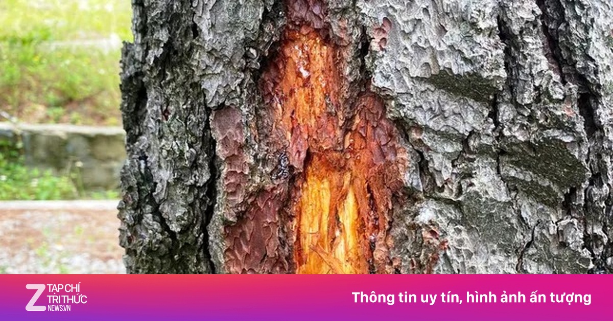 Hàng loạt cây thông già ở Huế bị khoan lỗ, ‘đầu độc’ bằng dung dịch lạ