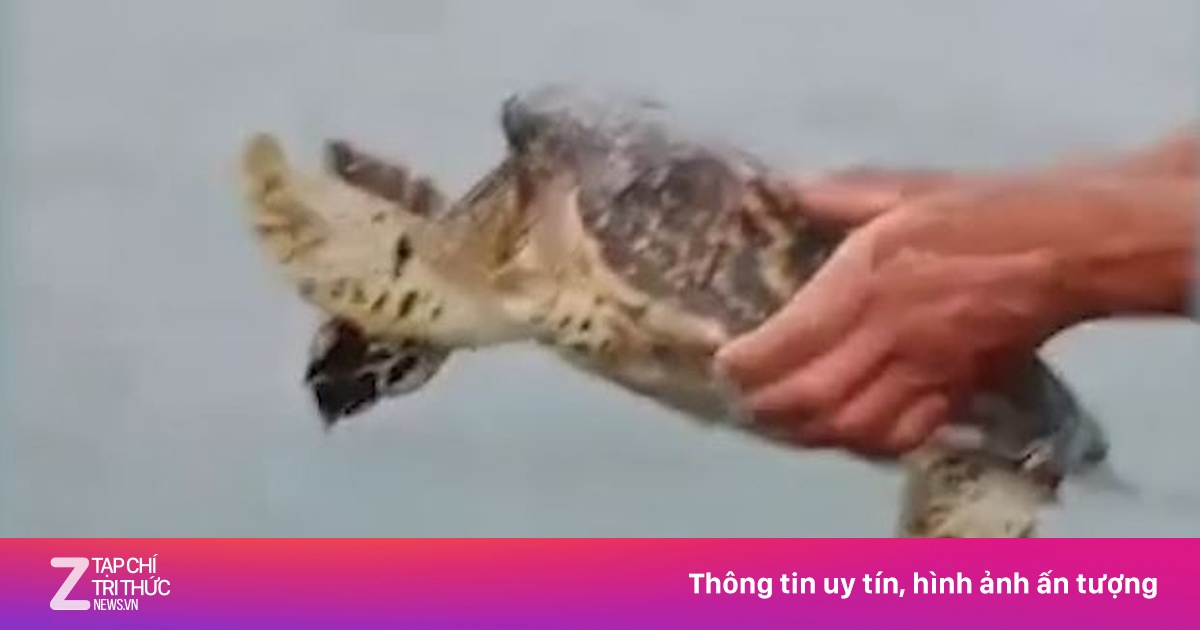 Giải cứu rùa biển quý hiếm ở đặc khu Cô Tô