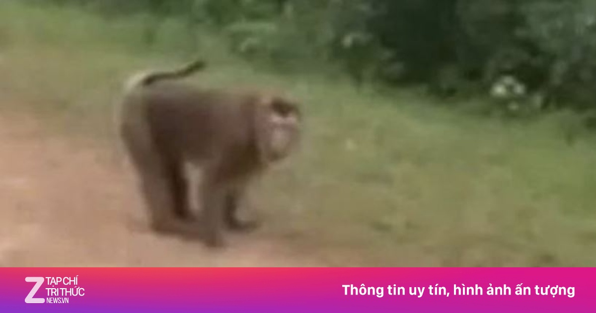 Bé gái 10 tuổi nhập viện cấp cứu vì bị khỉ tấn công