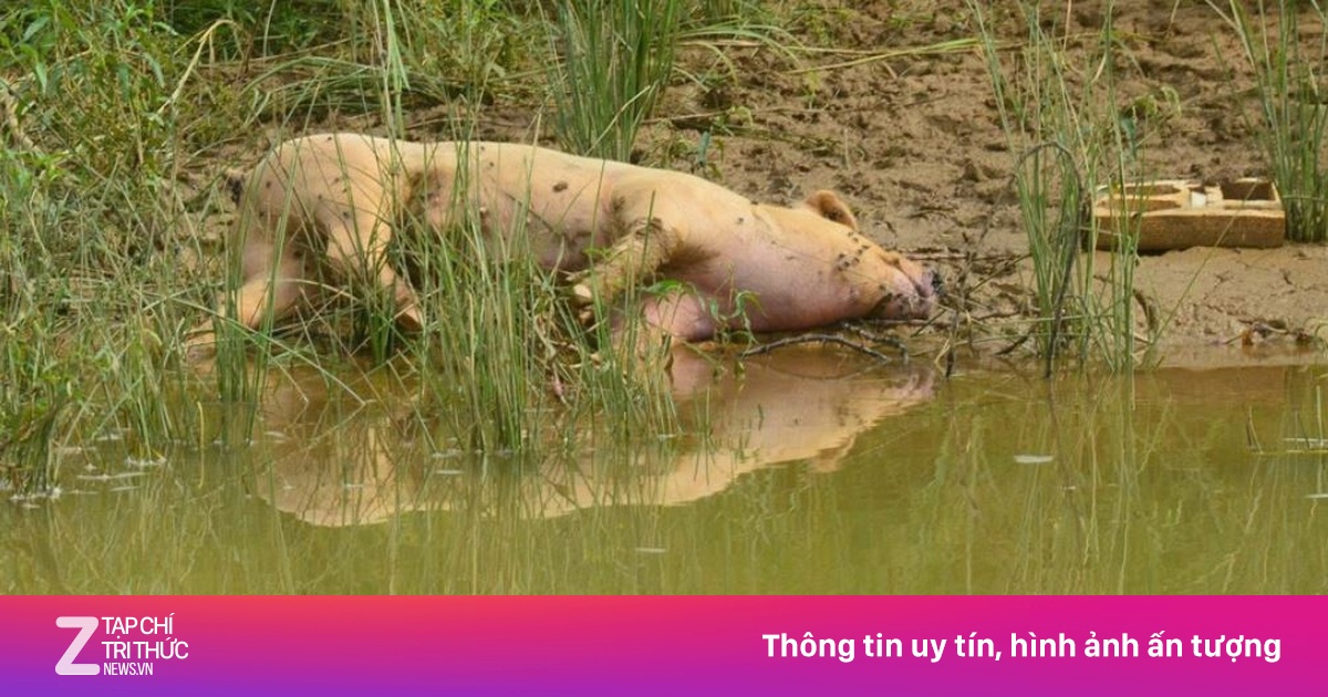 Lợn chết vứt đầy trên sông Hiếu