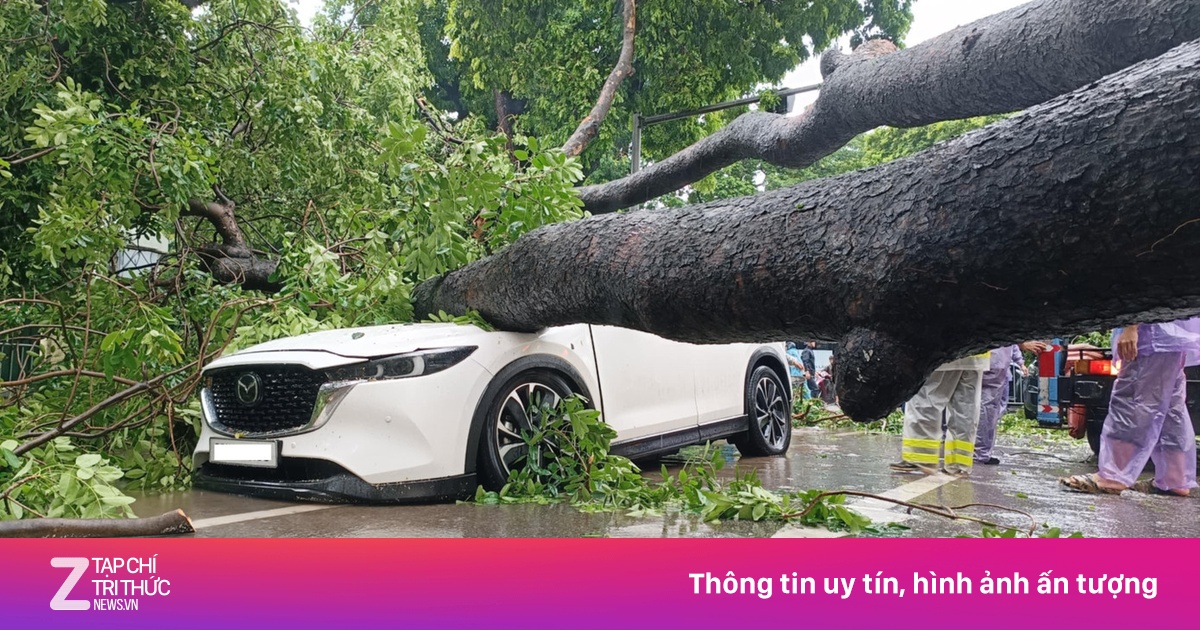 Cây xanh bật gốc, đè trúng hai ôtô tại ngã tư Hà Nội