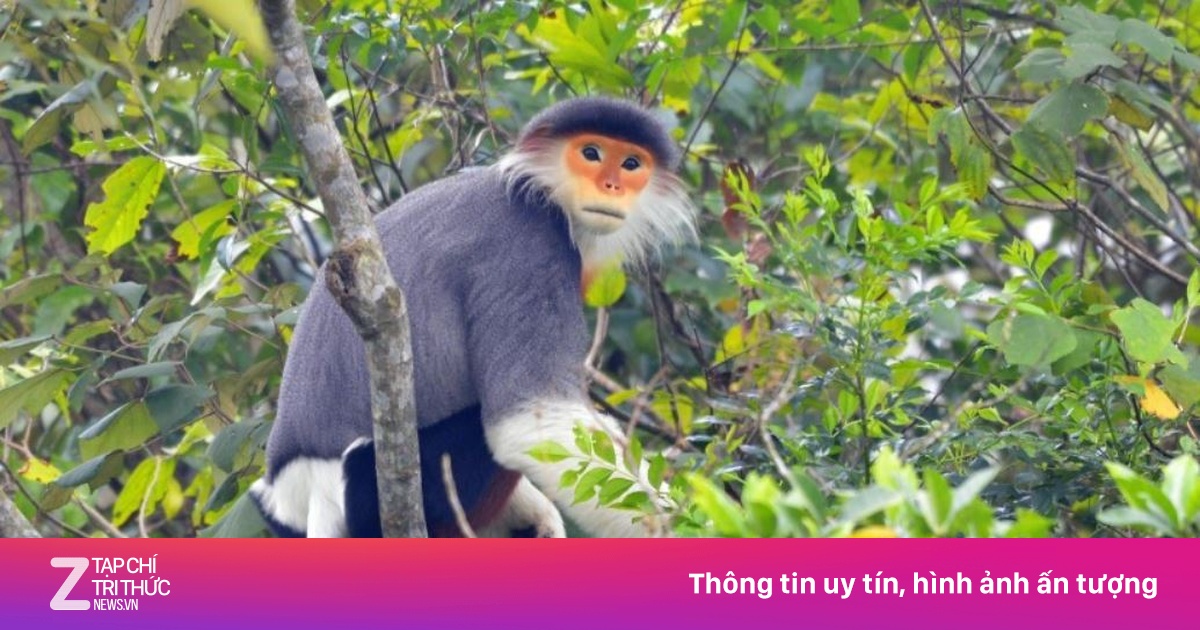 Quần thể 'Nữ hoàng linh trưởng' cực kỳ quý hiếm ở Huế