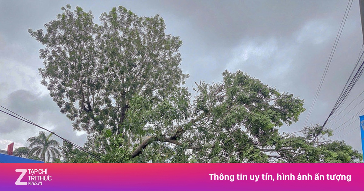 Xà cừ cổ thụ bật gốc, chắn ngang đường quốc lộ