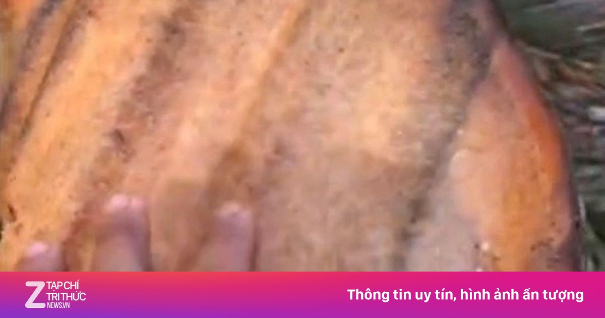 Thực hư clip 6 triệu view ‘tôn bay cắt đứt cây dừa’