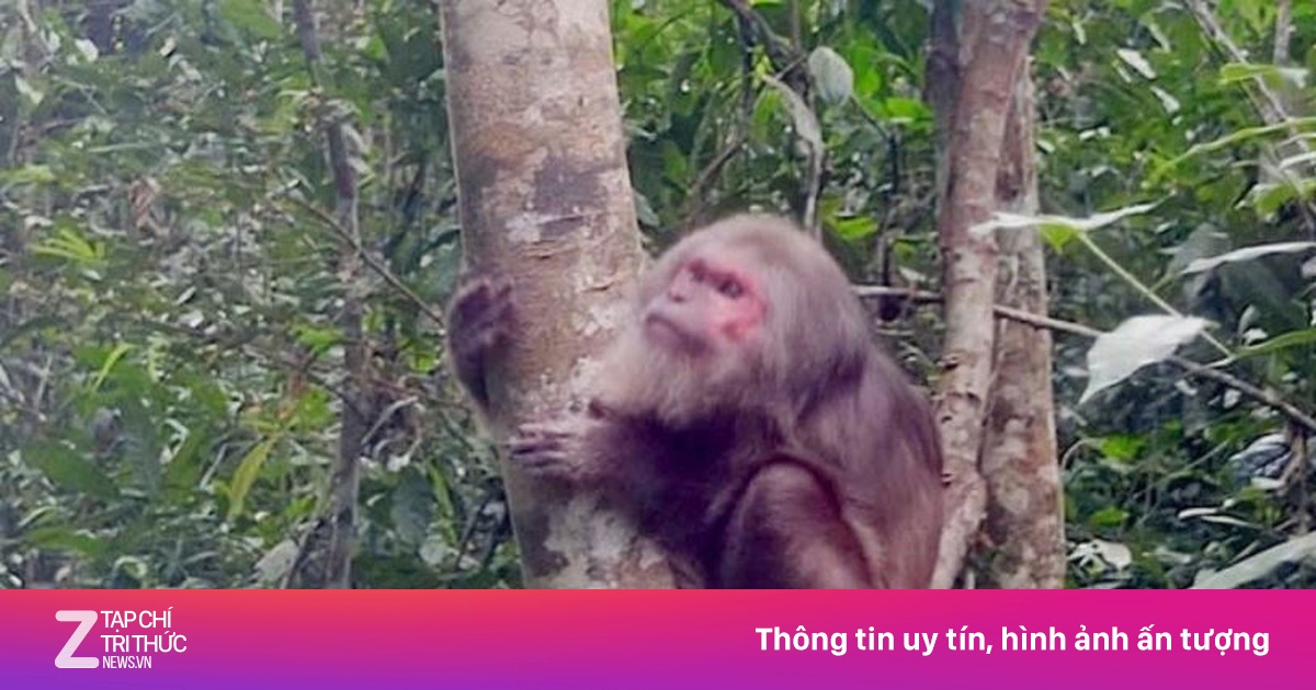 Giao nộp khỉ mặt đỏ và khỉ mốc quý hiếm ở Nghệ An
