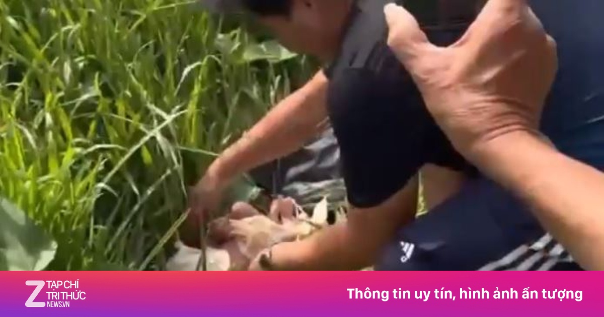 Nghe tiếng khóc, phát hiện bé sơ sinh trong bụi cỏ ở TP.HCM