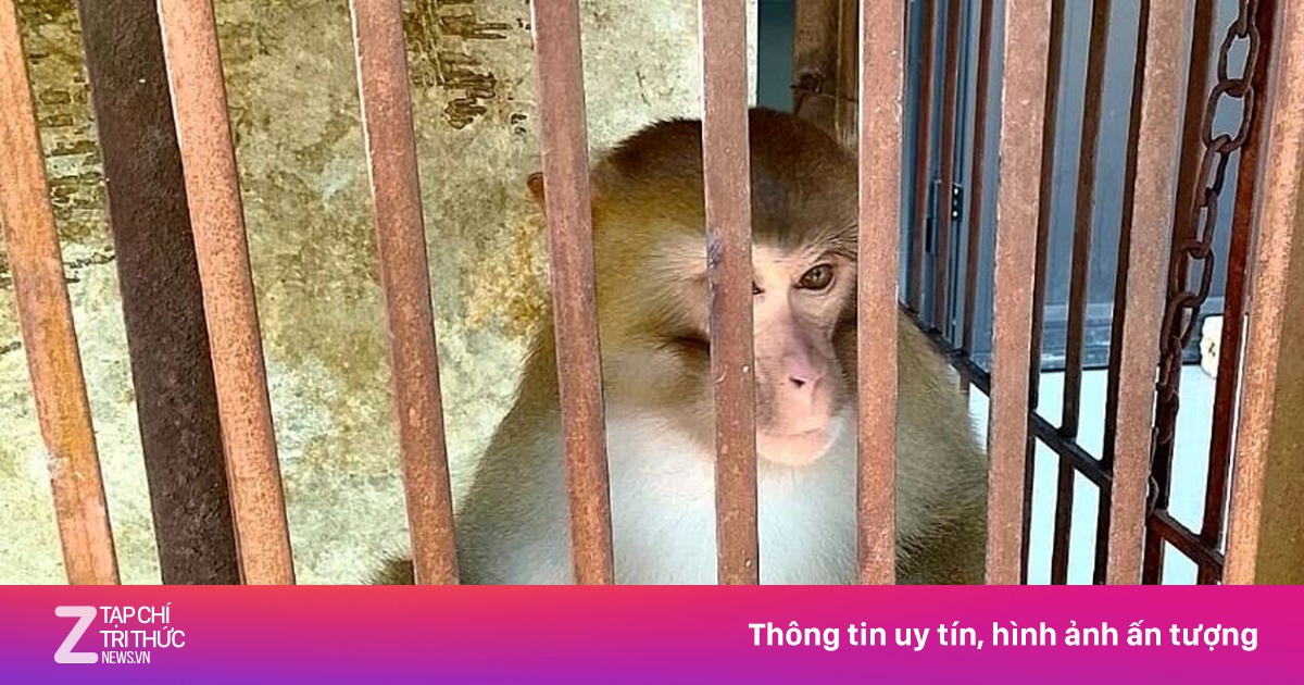 Khỉ vàng quý hiếm đi lạc, phá đồ đạc trong nhà dân