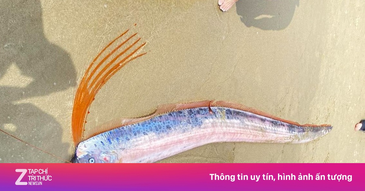 Cá hố rồng quý hiếm dạt vào bờ biển Đà Nẵng