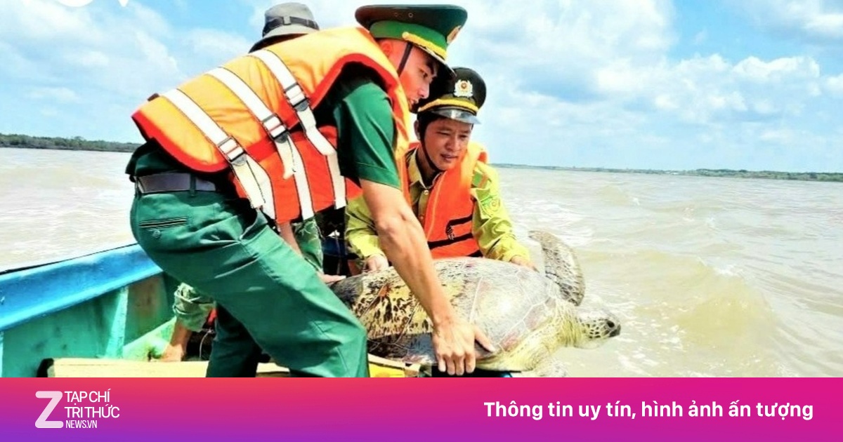 Thả kỳ đà hoa và vích biển 60 kg về tự nhiên