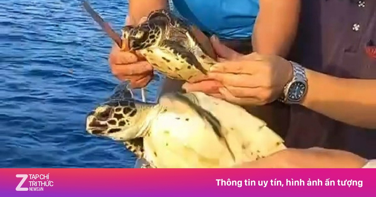 Giải cứu hai cá thể rùa quý hiếm về lại vùng biển Phú Quý