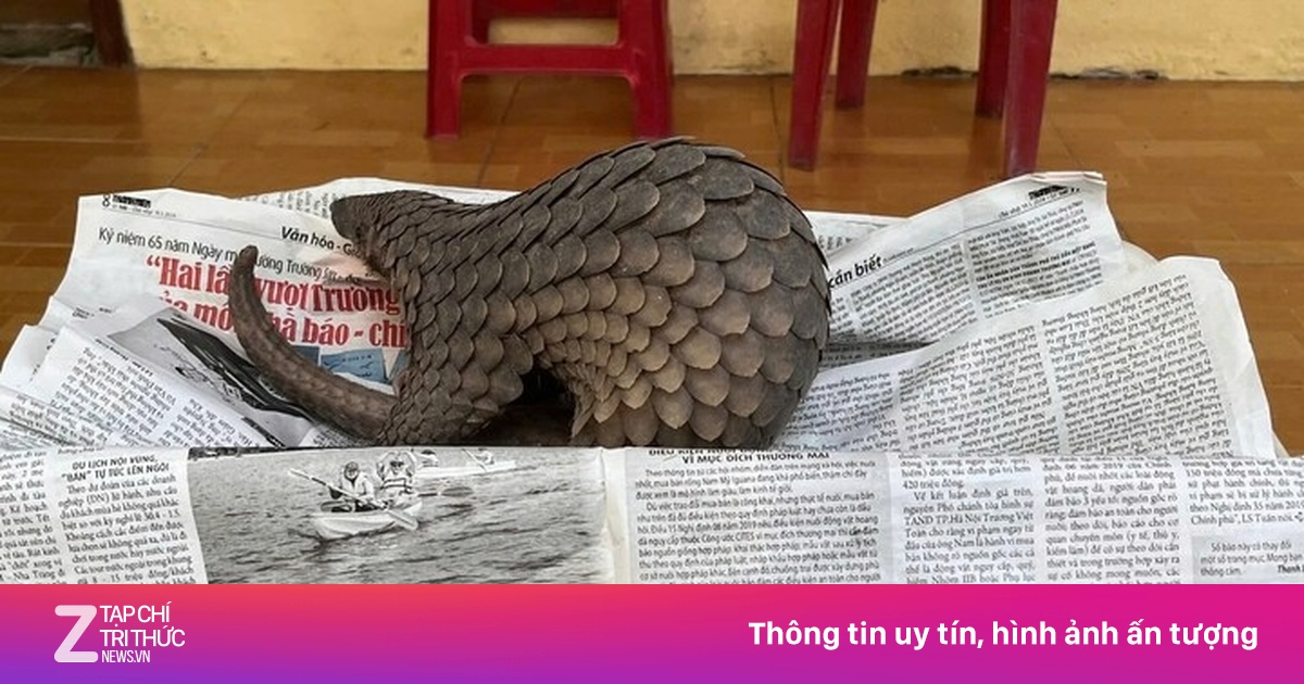 Phát hiện tê tê quý hiếm bò vào vườn nhà dân ở Đà Nẵng