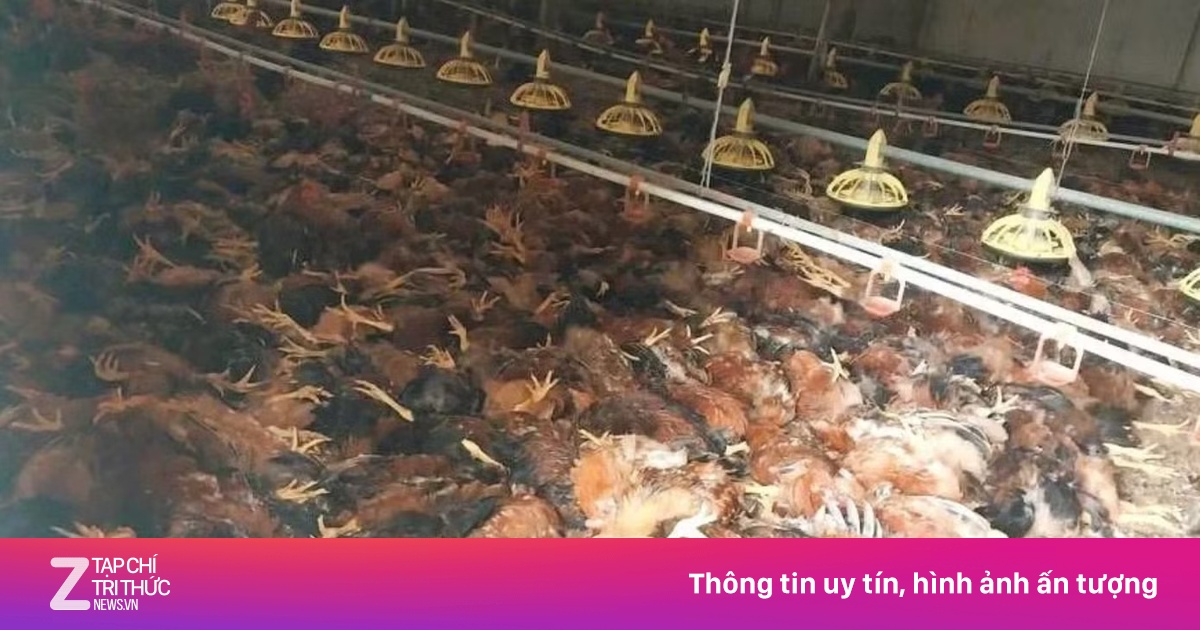 Video: Trang trại gà hơn 5000 con chết do chập điện