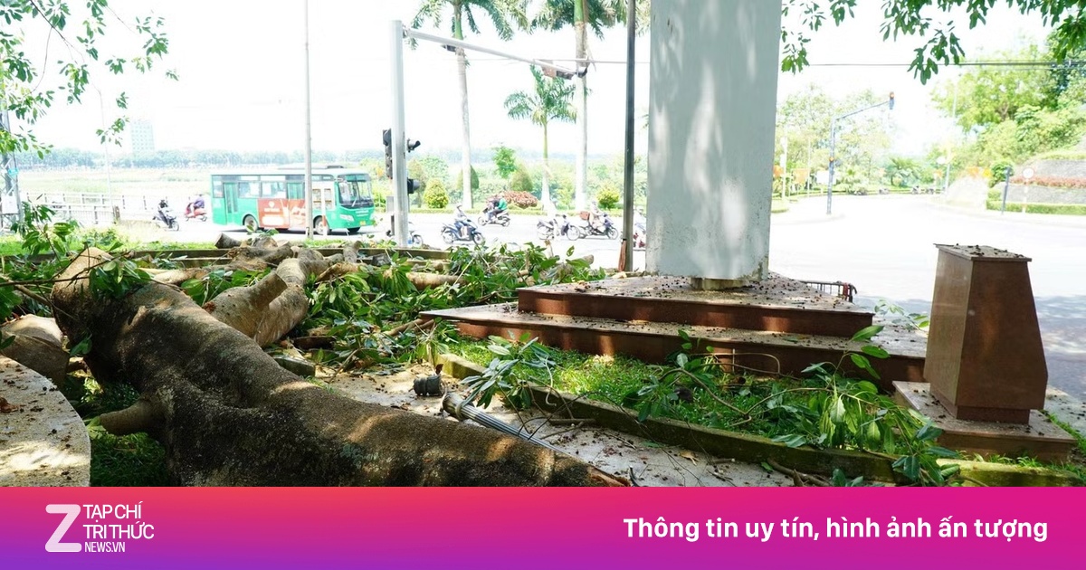 Nhánh đa bất ngờ gãy đổ, hàng chục người thoát chết trong gang tấc