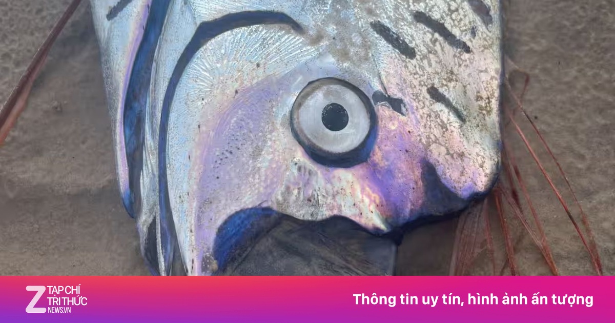 Cá ‘ngày tận thế’ dài 3 m trôi dạt vào Australia