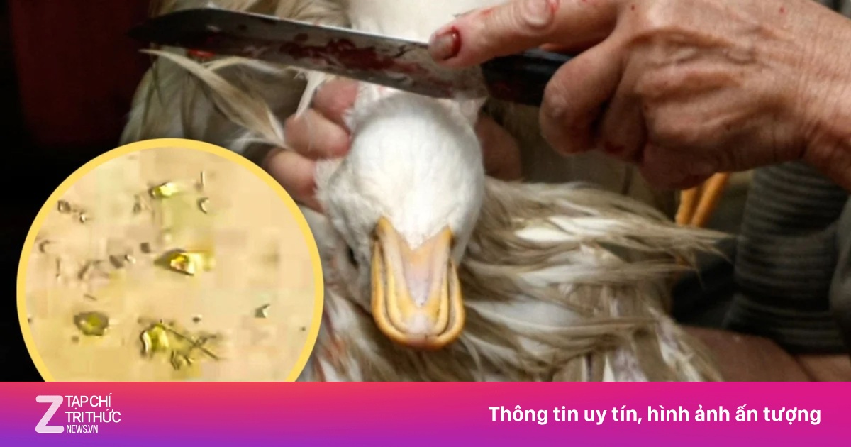 Phát hiện vàng khi mổ vịt ở Trung Quốc