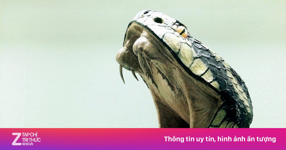 Loài rắn độc nhất hành tinh, mỗi vết cắn đủ làm tử vong 100 người ...
