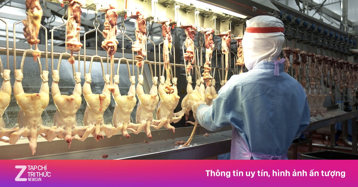 Hai doanh nghiệp được xuất khẩu thịt gia cầm sang Singapore