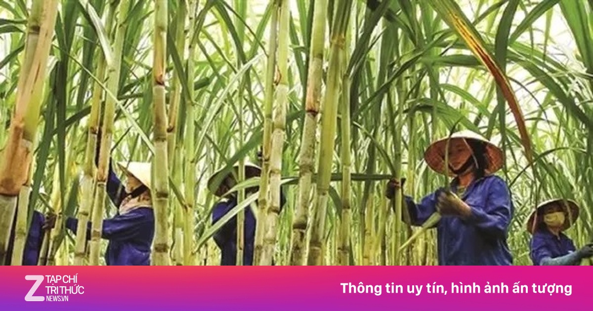Đường tồn đọng chưa từng có, nhiều nhà máy 'cháy' kho