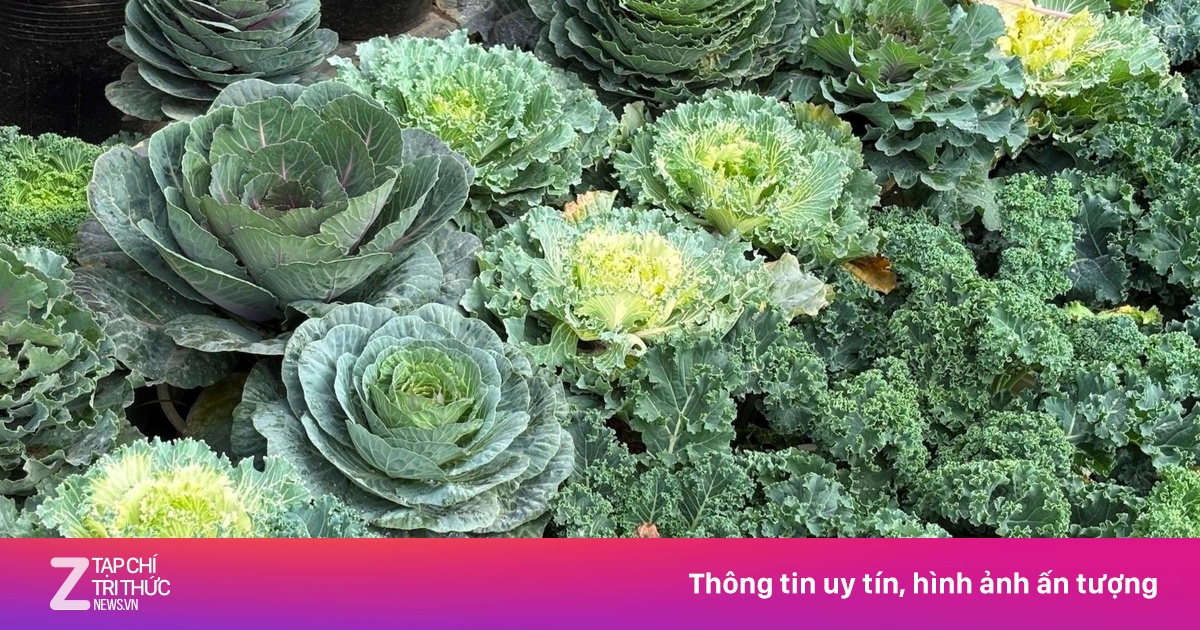 Độc lạ rau cải được hô biến thành cây cảnh chơi Tết