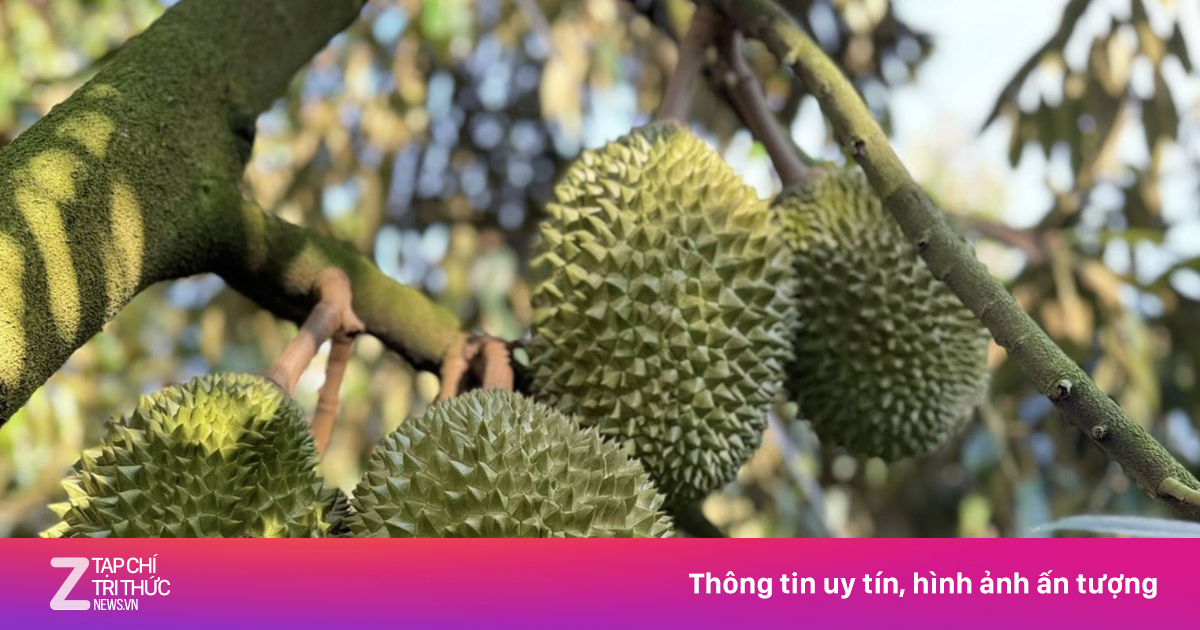 Trung Quốc thống nhất gỡ vướng xuất khẩu cho sầu riêng Việt Nam