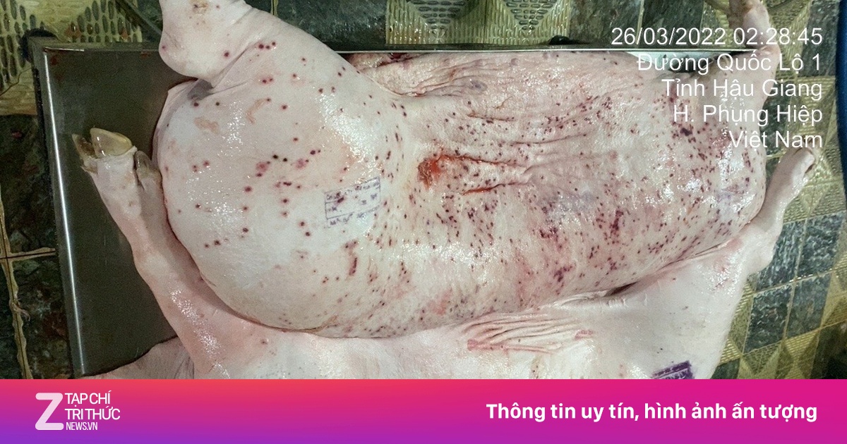 znews.vn