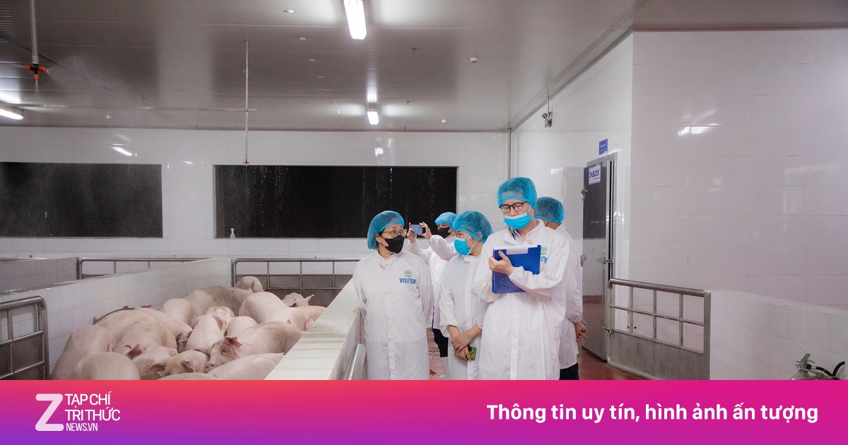 Kiểm tra hoạt động giết mổ lợn của Công ty C.P Việt Nam tại Hà Nội
