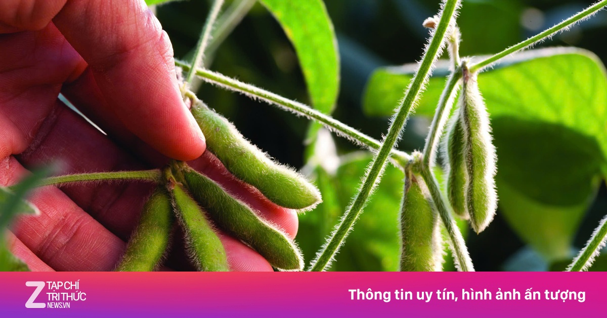 Việt Nam là khách hàng lớn của đậu nành Mỹ
