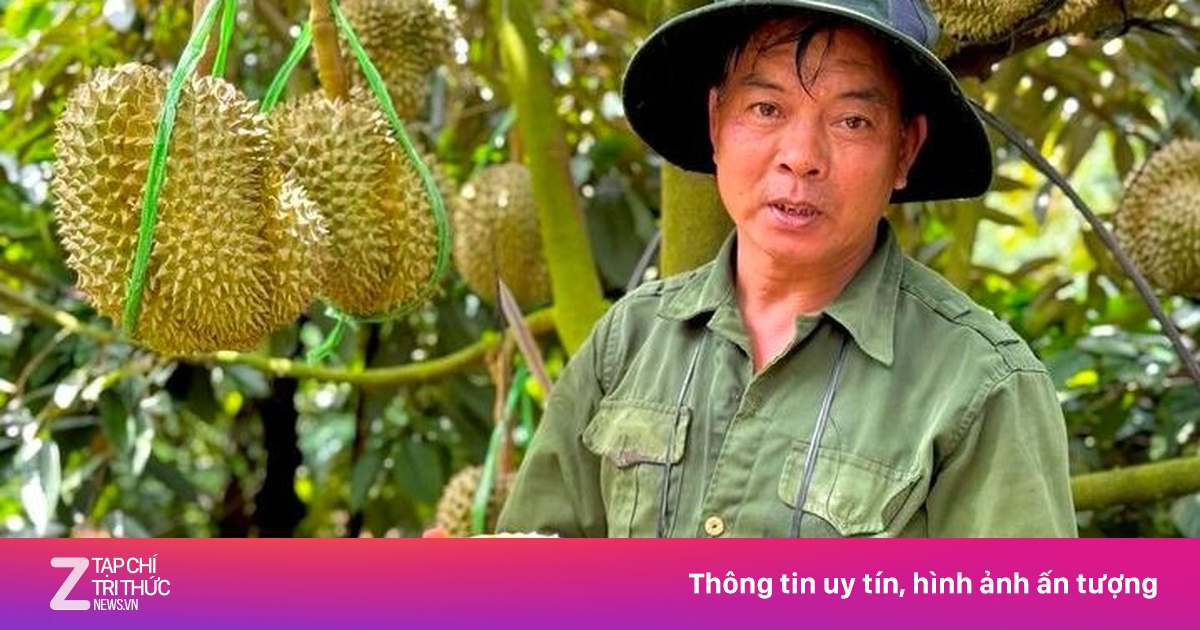Sầu riêng sượng nước, nông dân bất lực nhìn giá rớt thảm