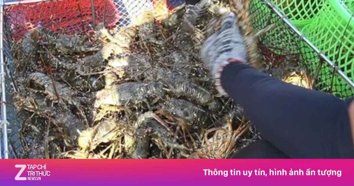 Vịnh Xuân Đài hồi sinh 'thủ phủ tôm hùm' sau trận lũ lịch sử cuối năm 2025
