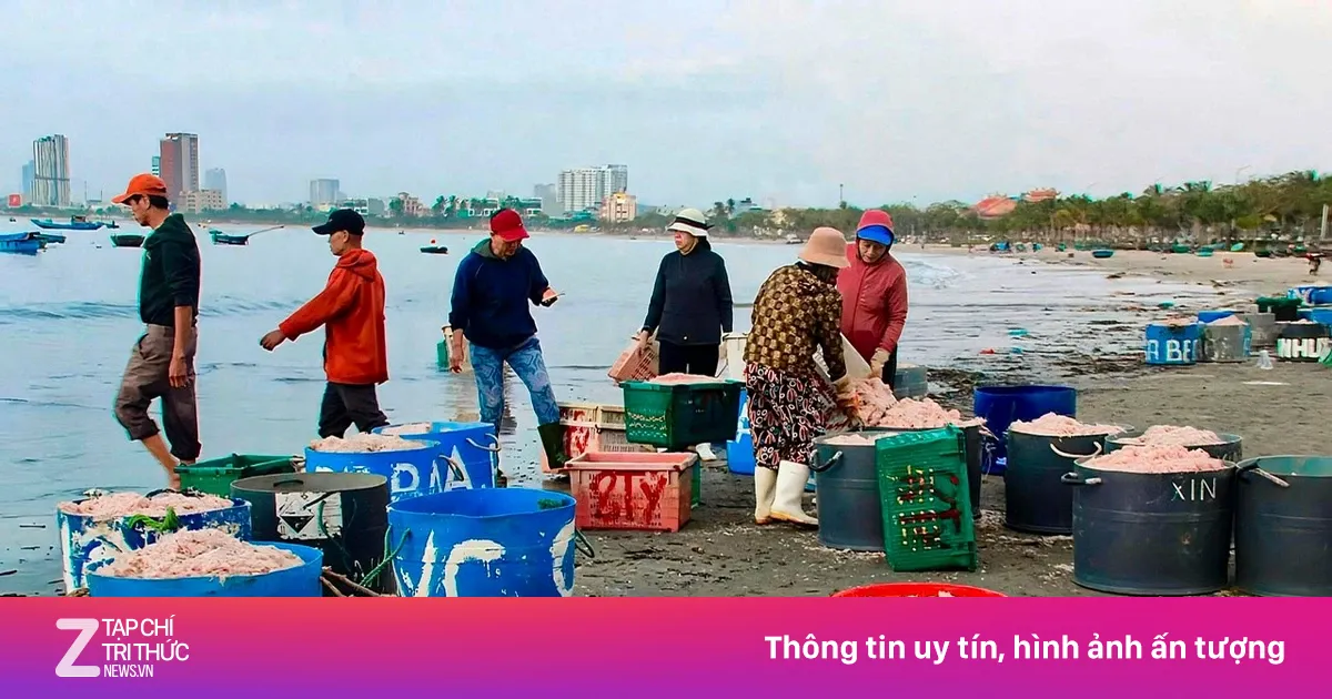 Đà Nẵng: Ruốc biển được mùa mất giá vụ Tết